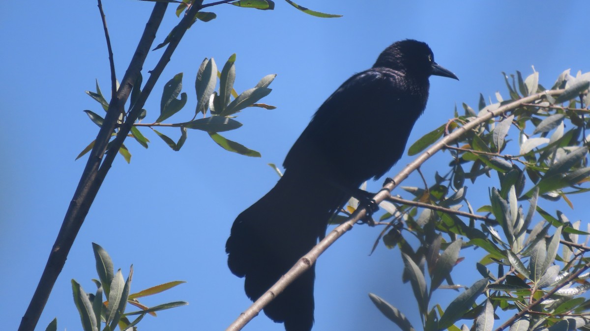 Great-tailed Grackle - ML619698355