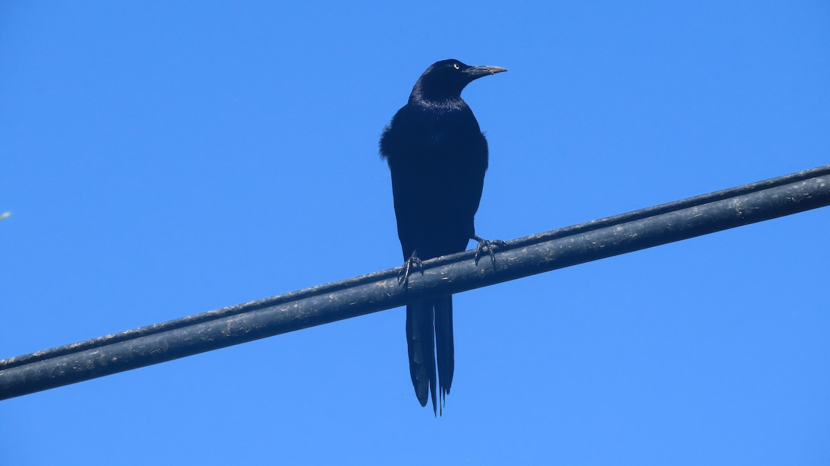 Great-tailed Grackle - ML619698356