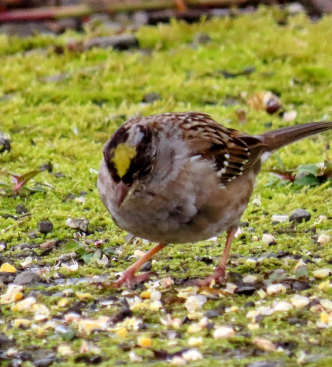 Golden-crowned Sparrow - ML619698379