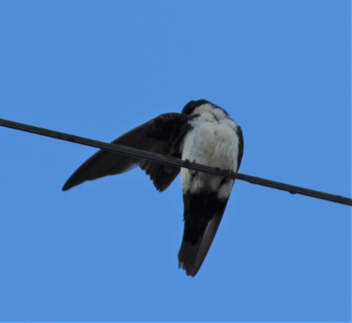 Blue-and-white Swallow - ML619698395