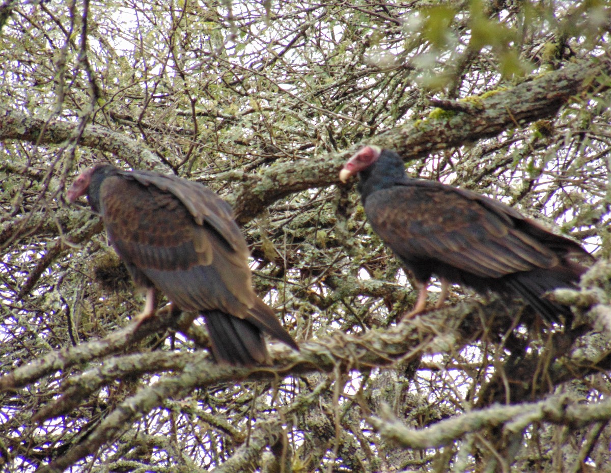 Turkey Vulture (Tropical) - ML619698414