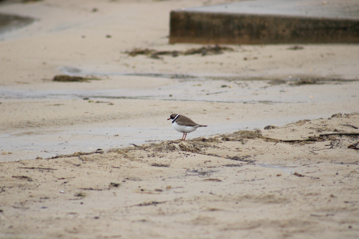 Semipalmated Plover - ML619698415