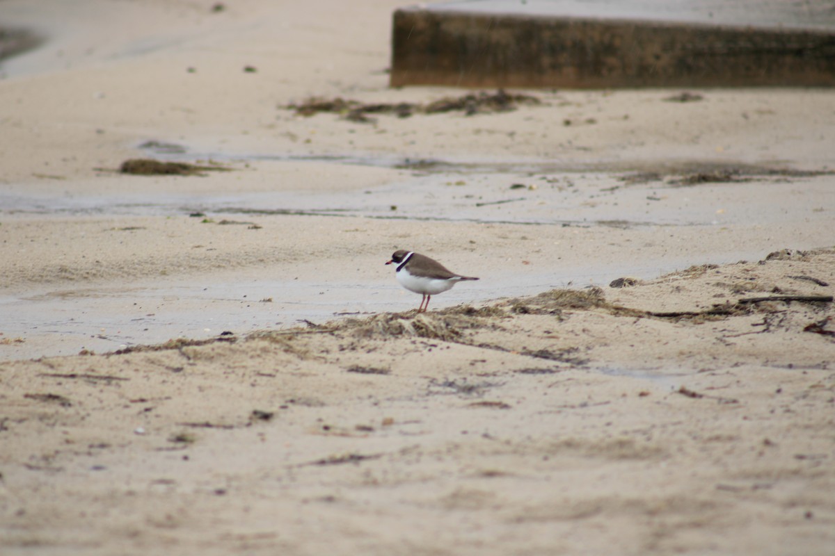 Semipalmated Plover - ML619698416