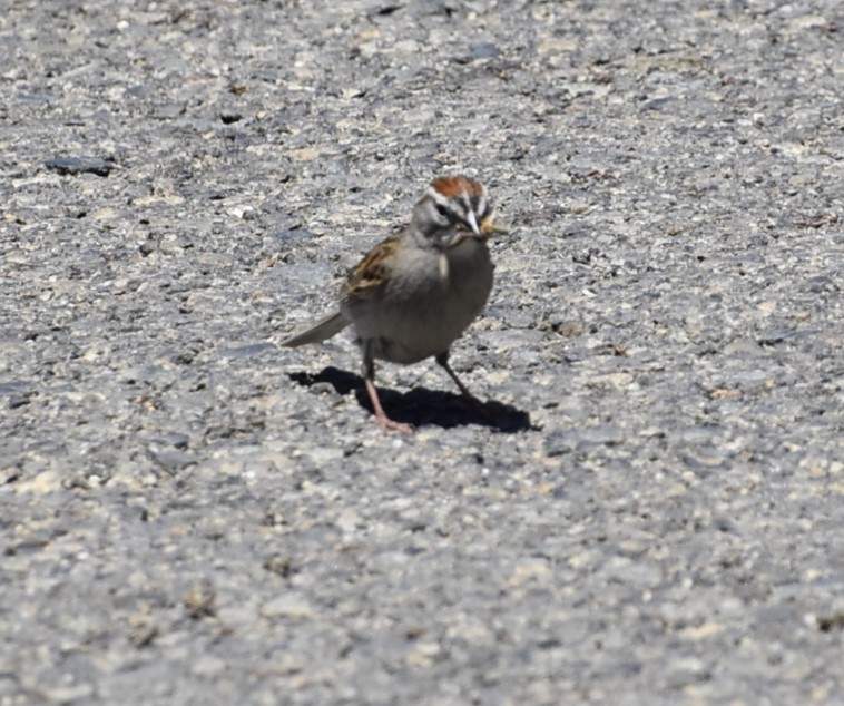 Chipping Sparrow - ML619698464