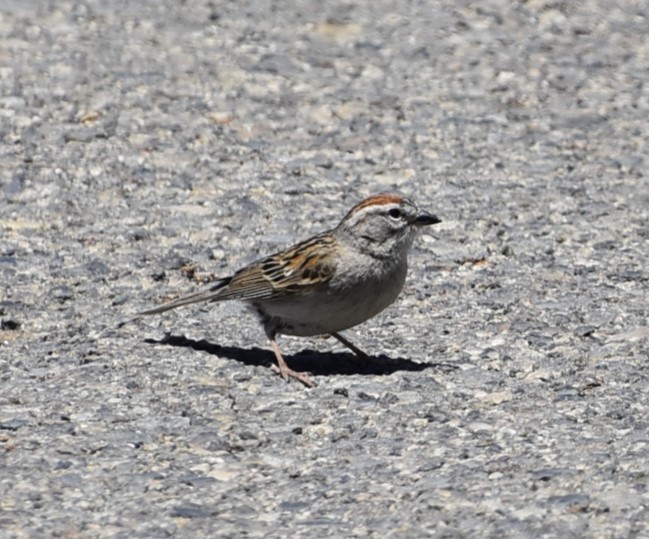 Chipping Sparrow - ML619698467