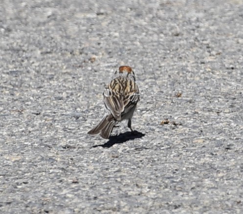 Chipping Sparrow - ML619698468