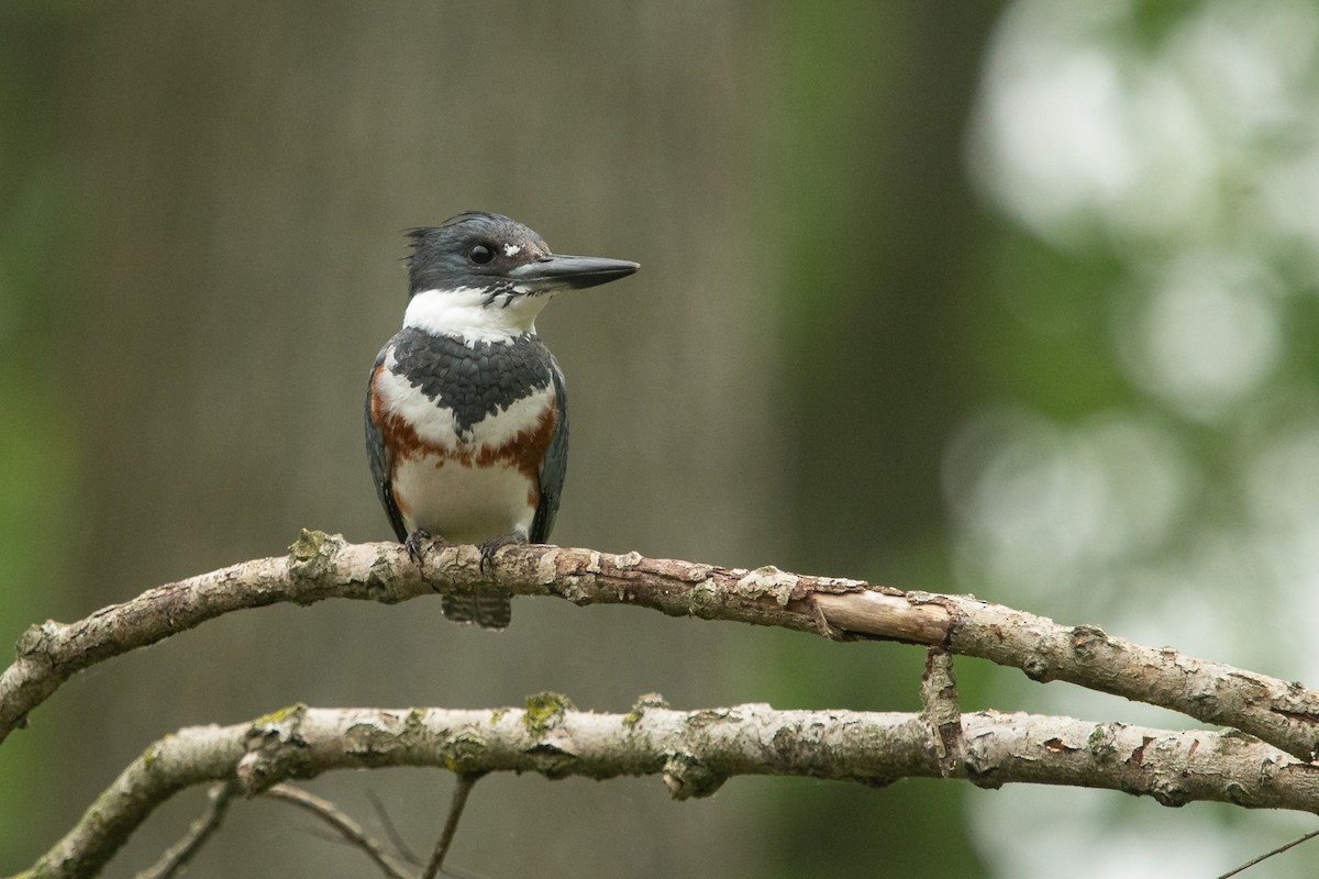 Belted Kingfisher - ML619698475