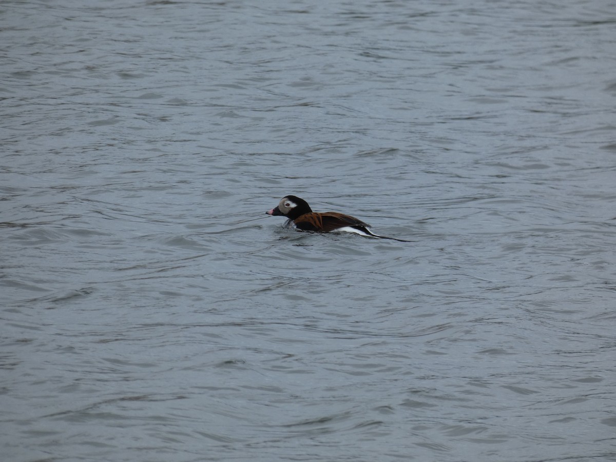 Long-tailed Duck - ML619698551