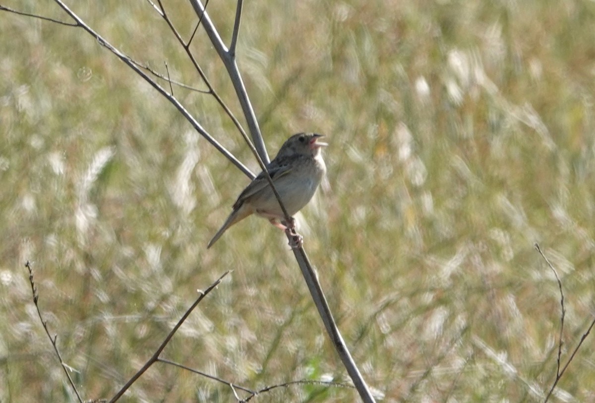 Grasshopper Sparrow - ML619698618