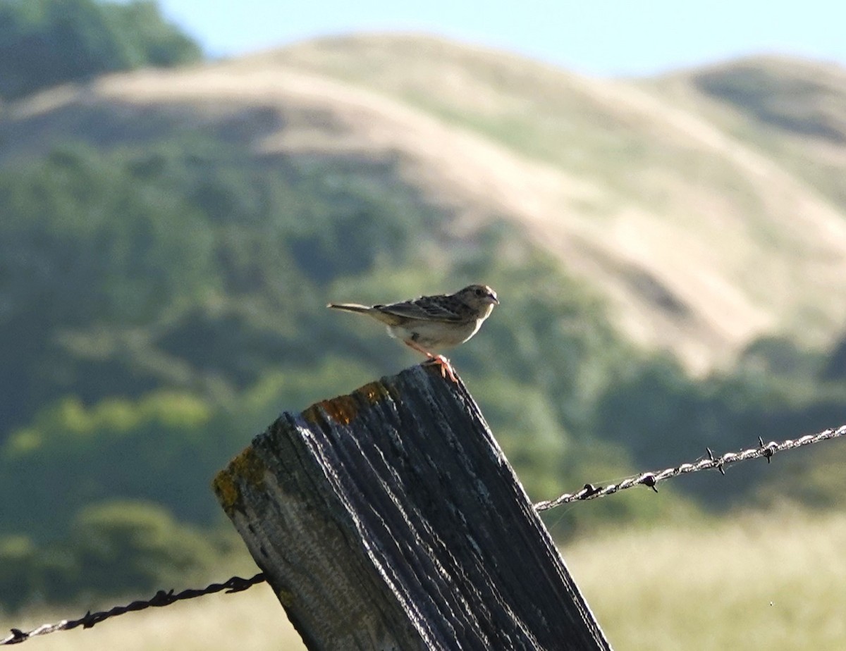 Grasshopper Sparrow - ML619698619