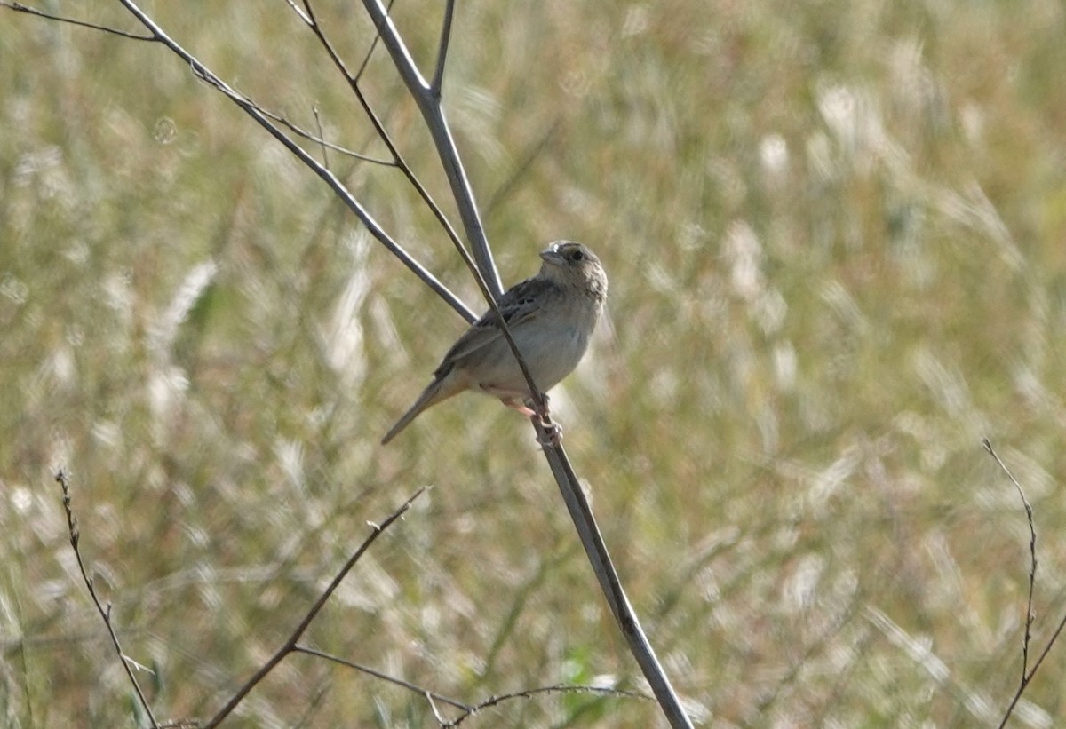 Grasshopper Sparrow - ML619698620