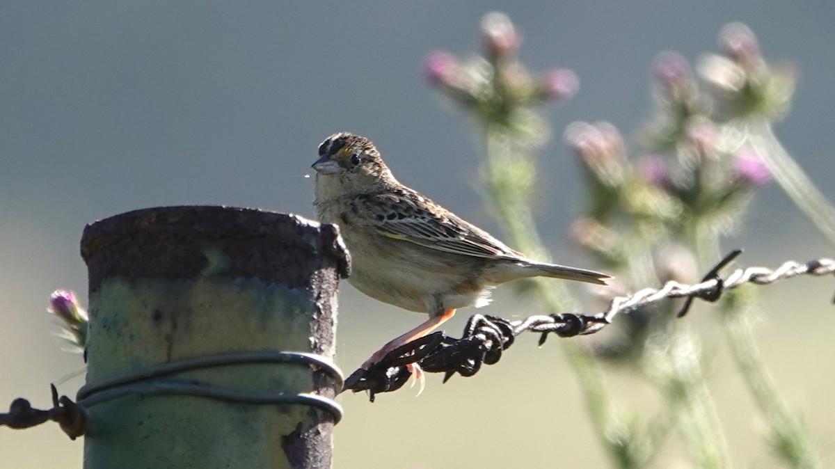 Grasshopper Sparrow - ML619698621