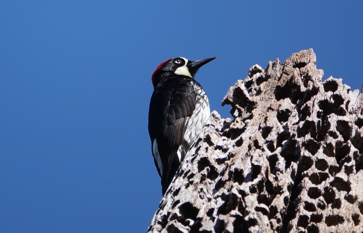 Acorn Woodpecker - ML619698682