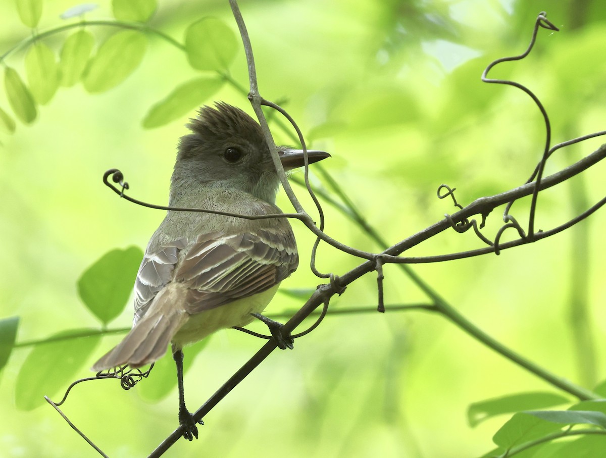Great Crested Flycatcher - ML619698725