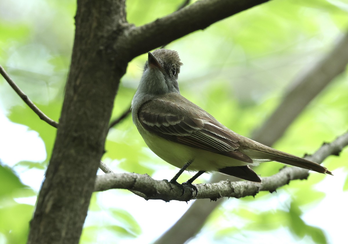 Great Crested Flycatcher - ML619698726