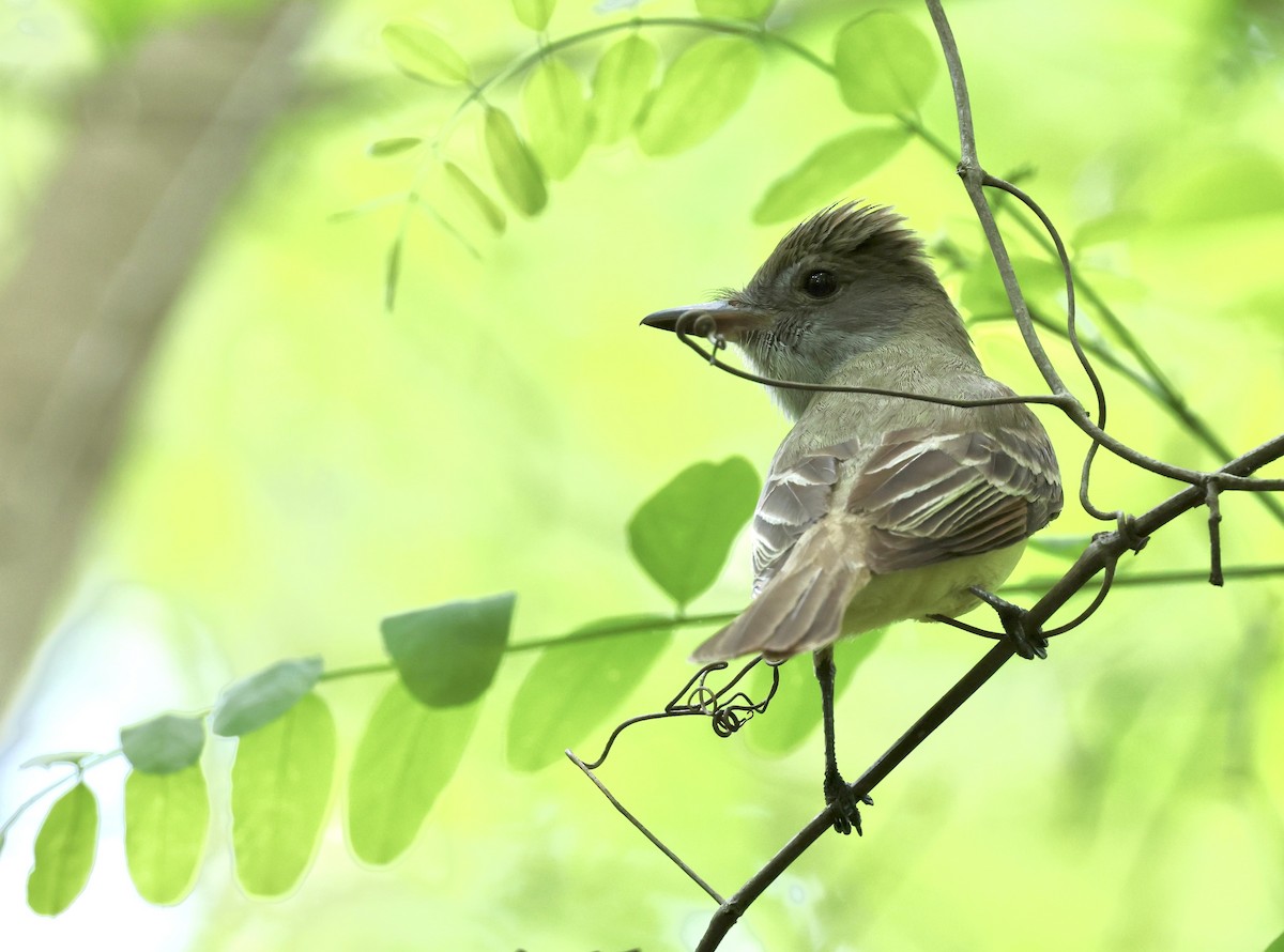 Great Crested Flycatcher - ML619698727
