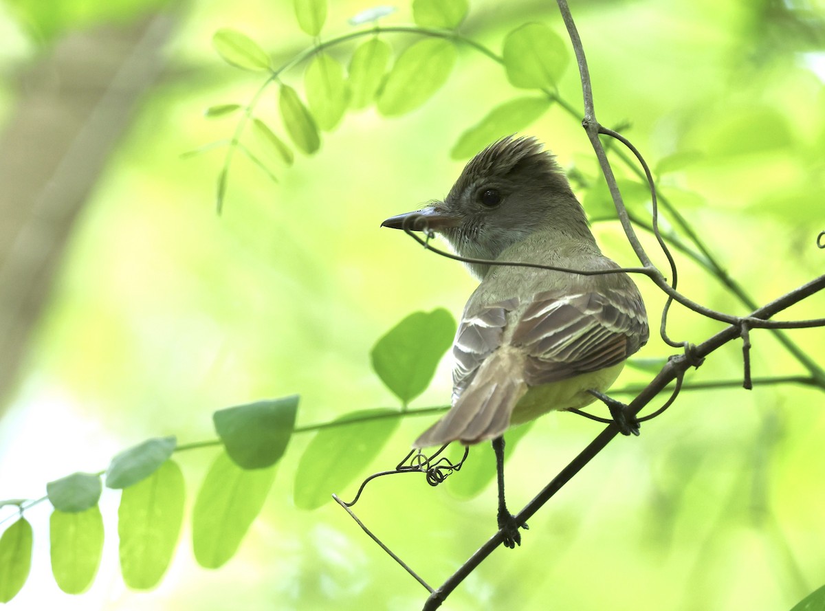 Great Crested Flycatcher - ML619698728