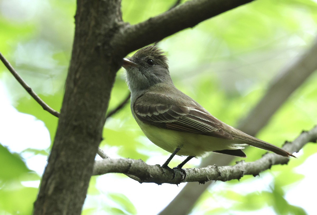 Great Crested Flycatcher - ML619698729