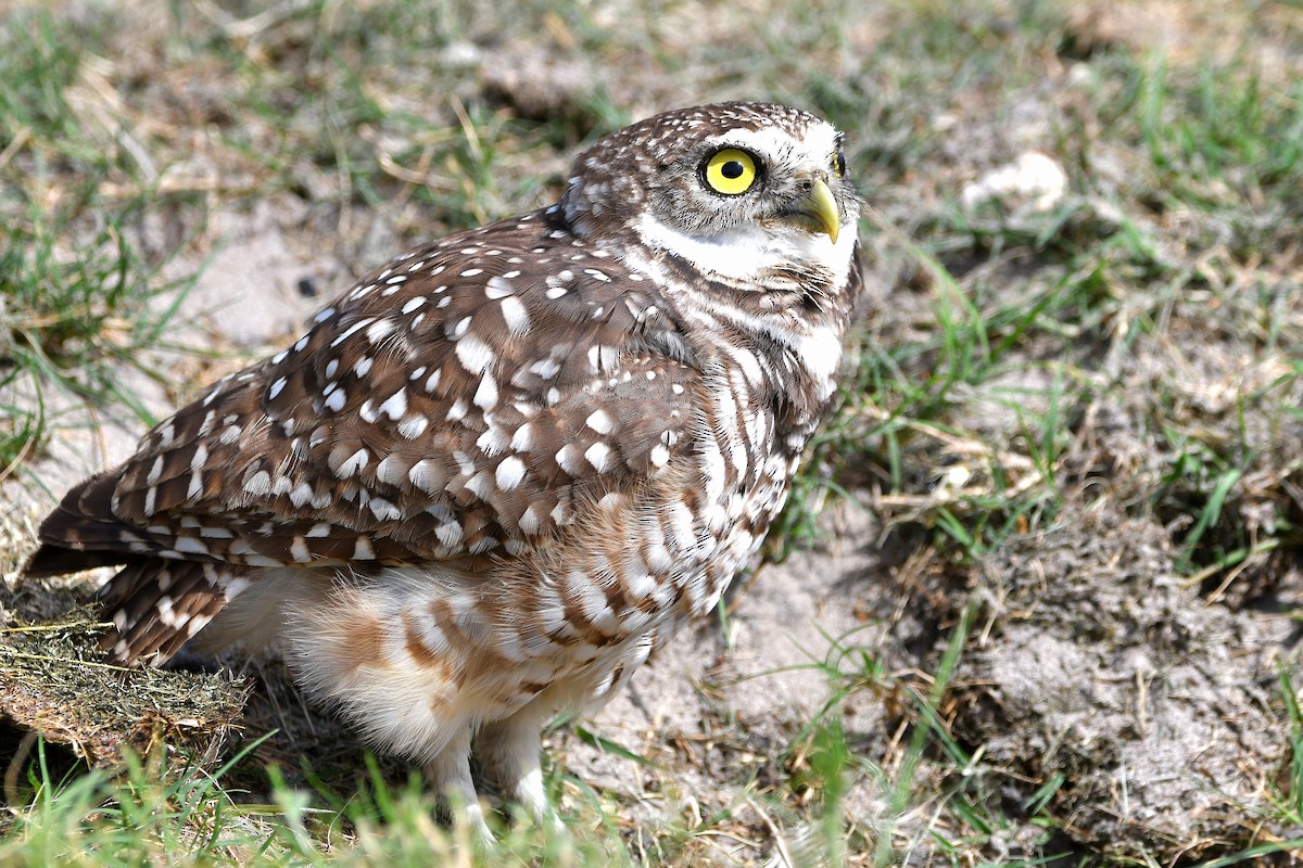 Burrowing Owl (Florida) - ML619698730