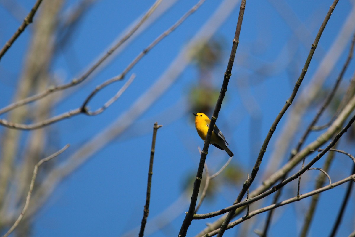 Prothonotary Warbler - ML619698733
