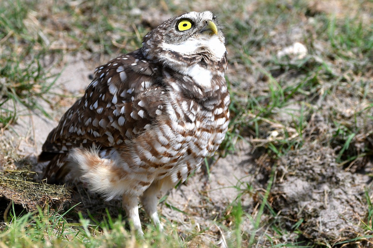 Burrowing Owl (Florida) - ML619698757