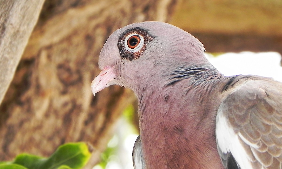 Bare-eyed Pigeon - ML619698772
