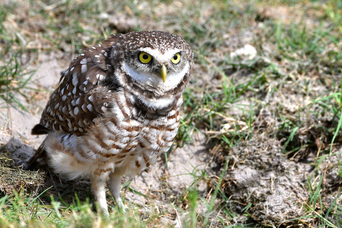 Burrowing Owl (Florida) - ML619698775