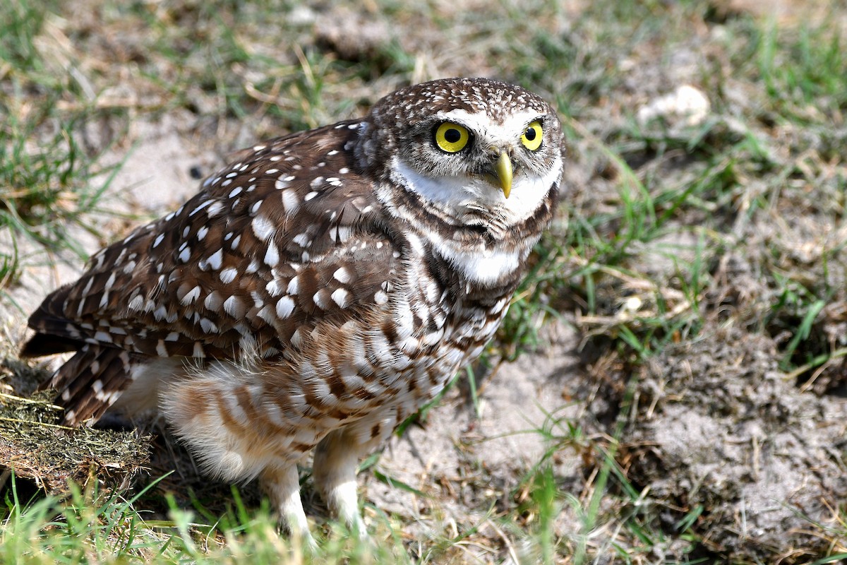 Burrowing Owl (Florida) - ML619698793