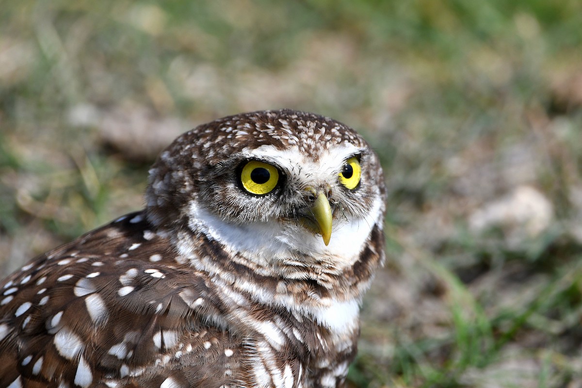 Burrowing Owl (Florida) - ML619698801