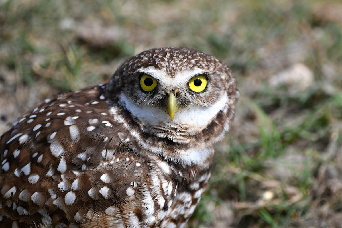 Burrowing Owl (Florida) - ML619698807