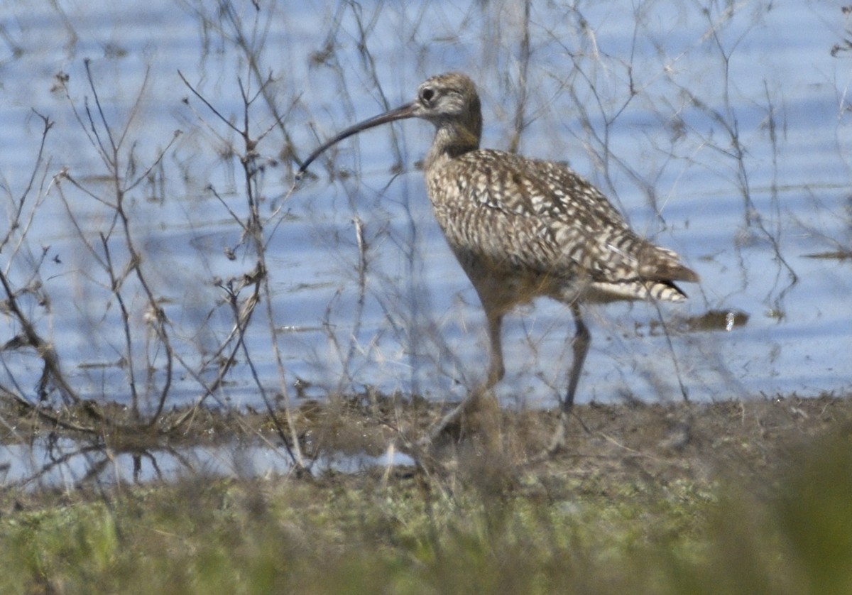 Long-billed Curlew - ML619698813