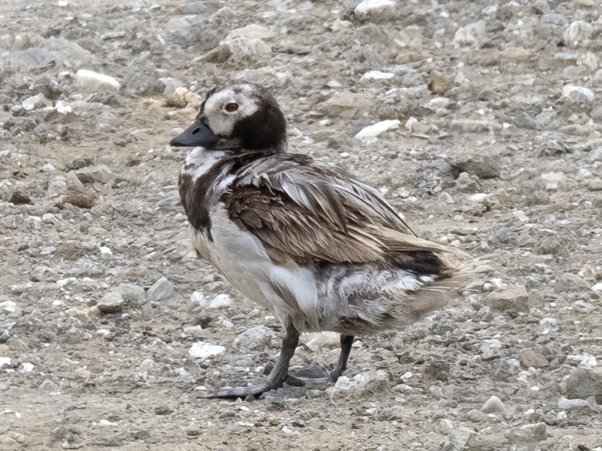 Long-tailed Duck - ML619698828