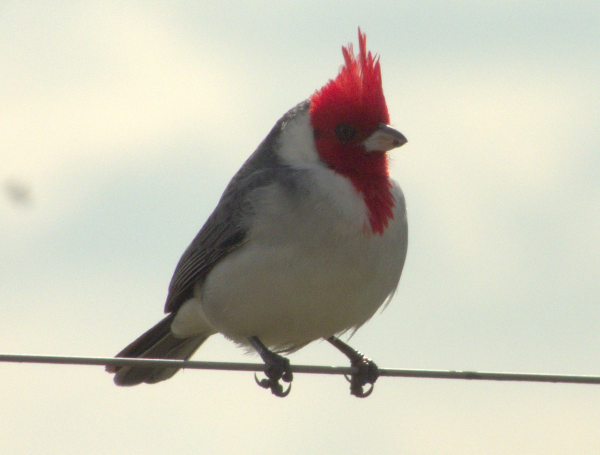 Red-crested Cardinal - ML619698910