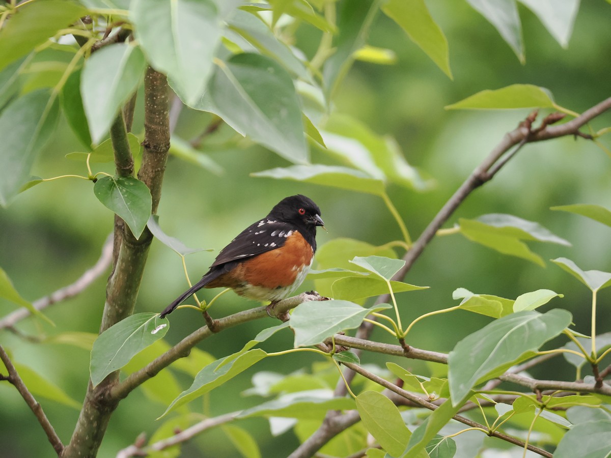Spotted Towhee - ML619698916