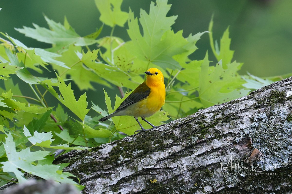 Prothonotary Warbler - ML619698923