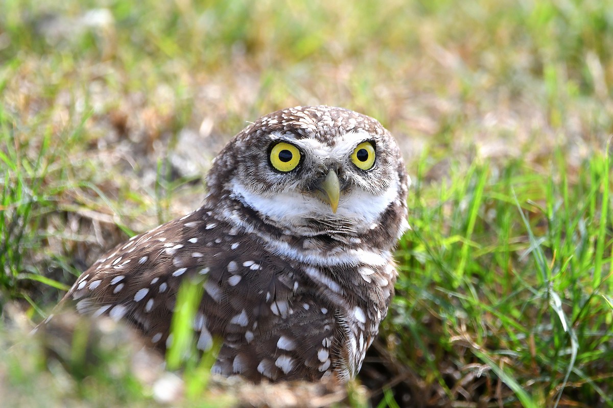Burrowing Owl (Florida) - ML619698926