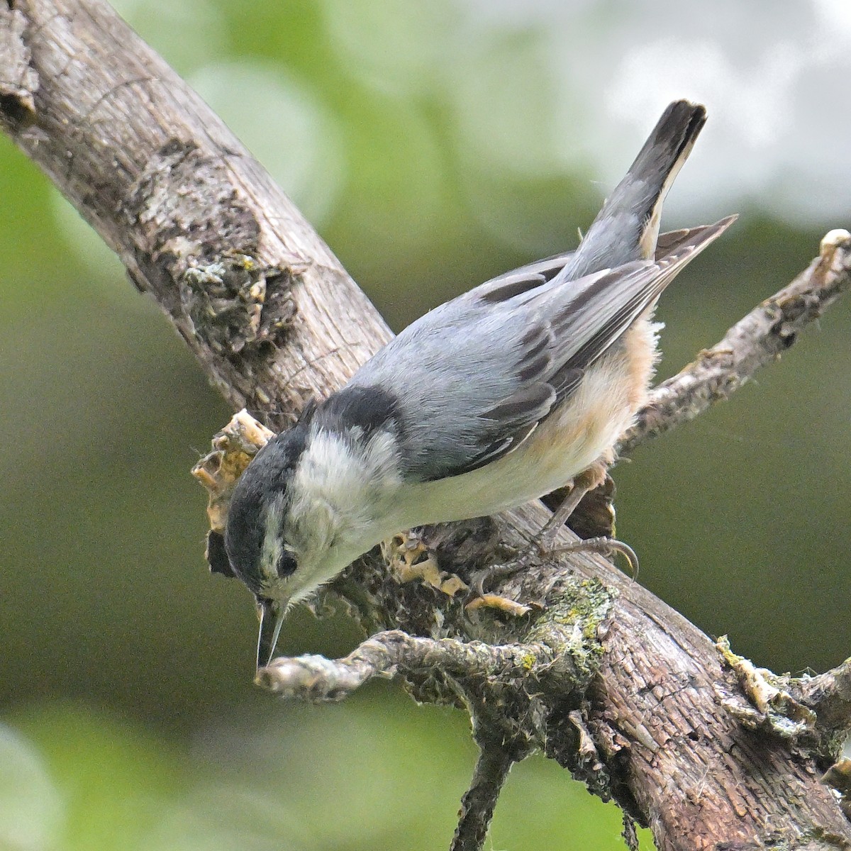 White-breasted Nuthatch - ML619698943
