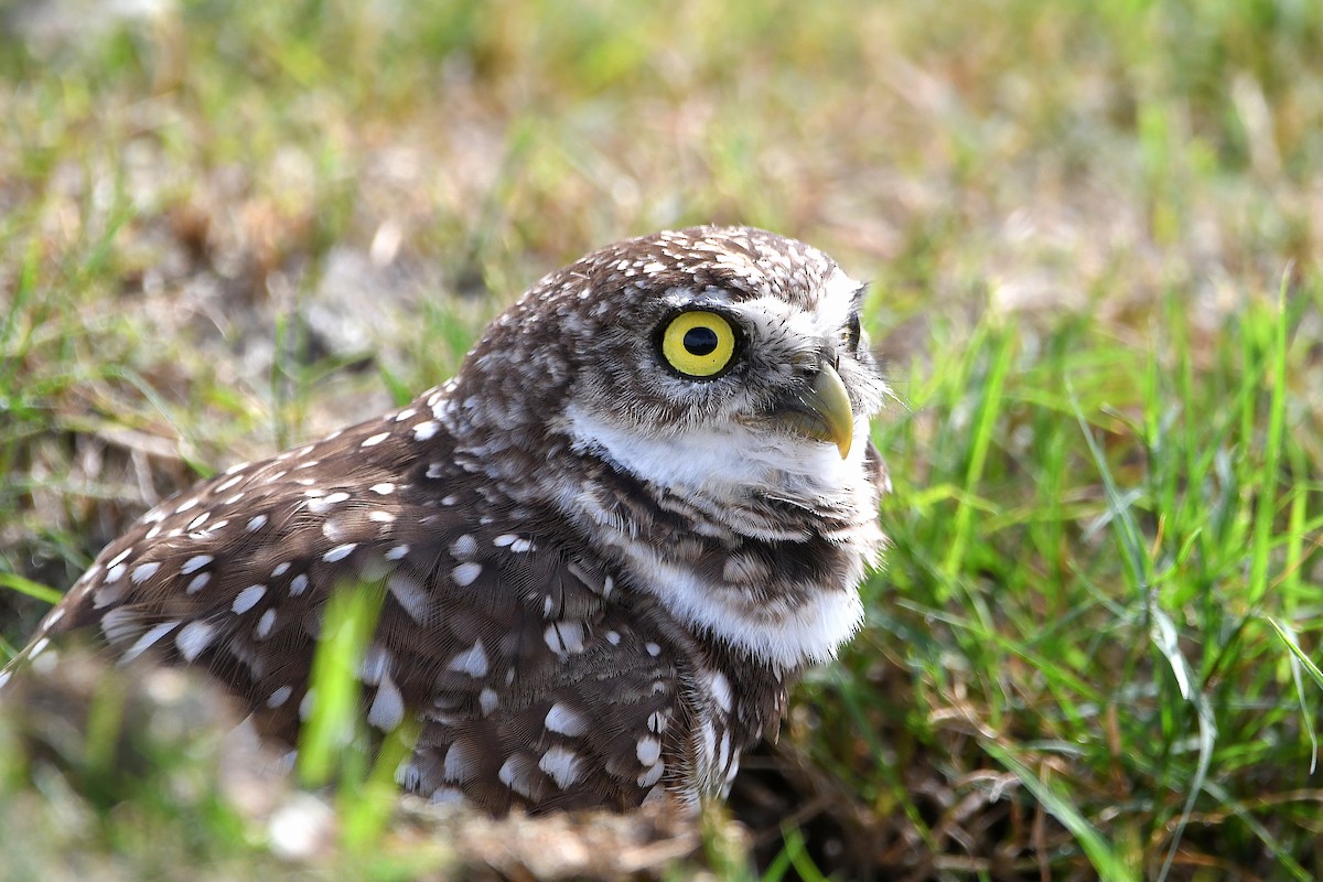 Burrowing Owl (Florida) - ML619698951