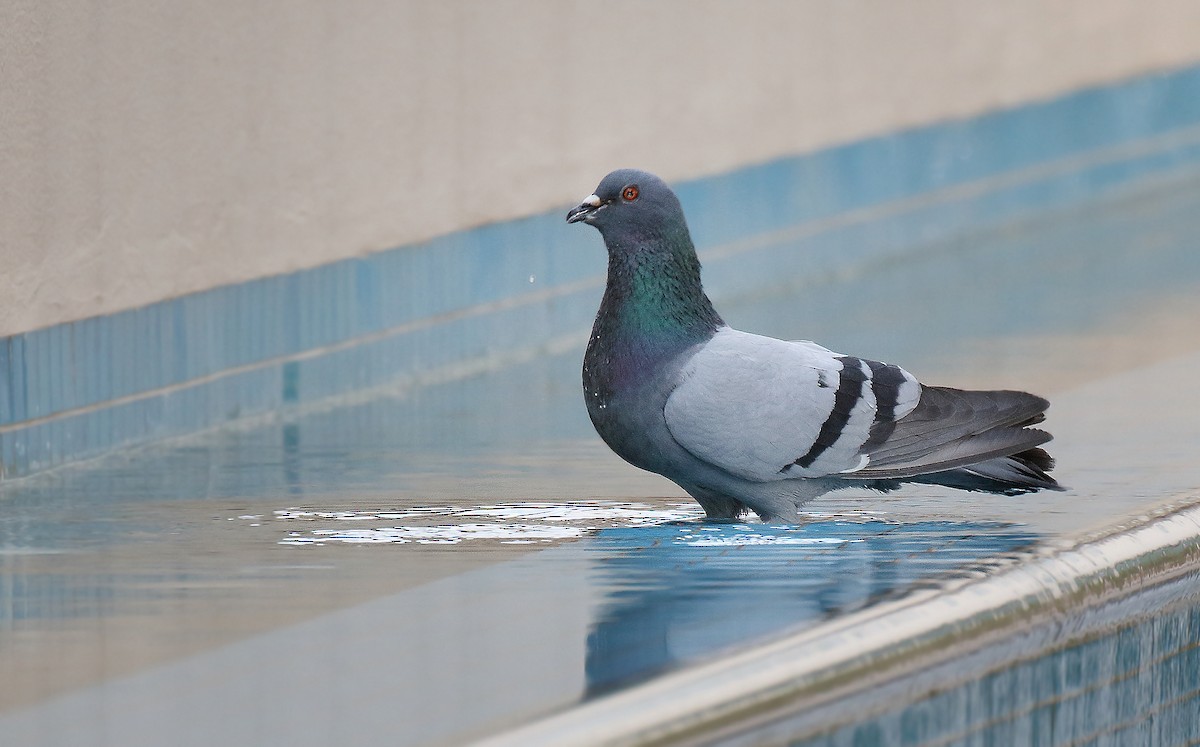 Rock Pigeon (Feral Pigeon) - ML619698957