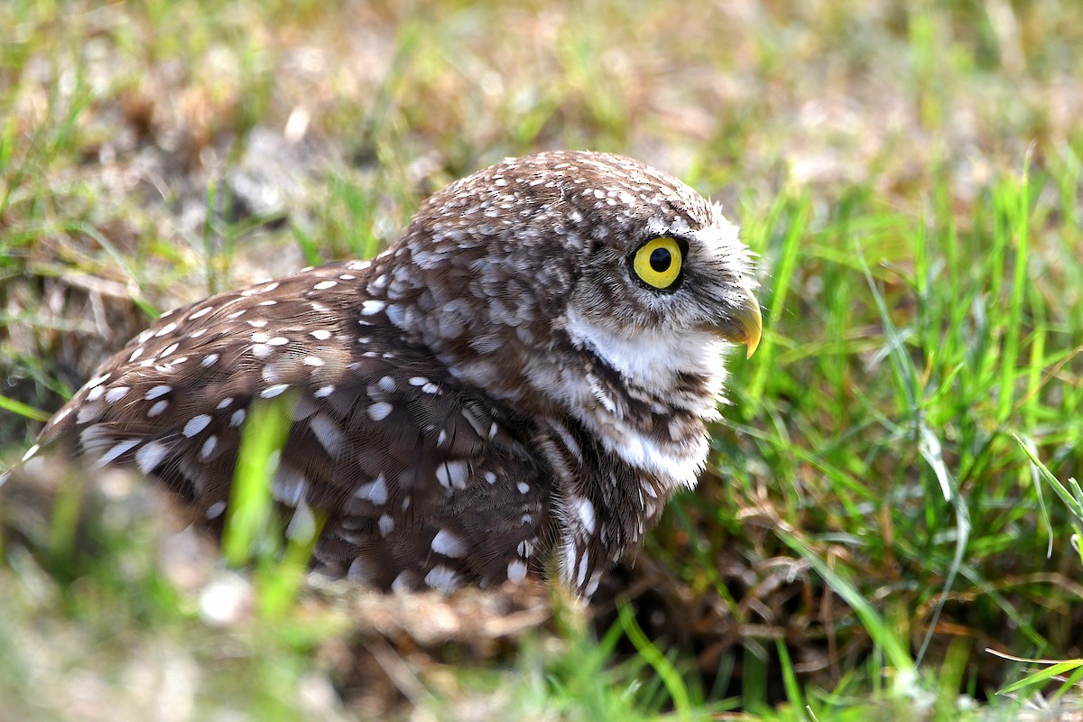 Burrowing Owl (Florida) - ML619698963