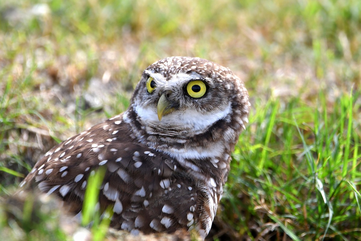 Burrowing Owl (Florida) - ML619698977