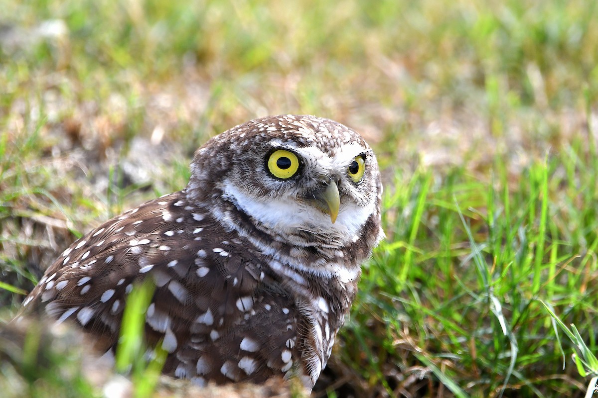 Burrowing Owl (Florida) - ML619698986