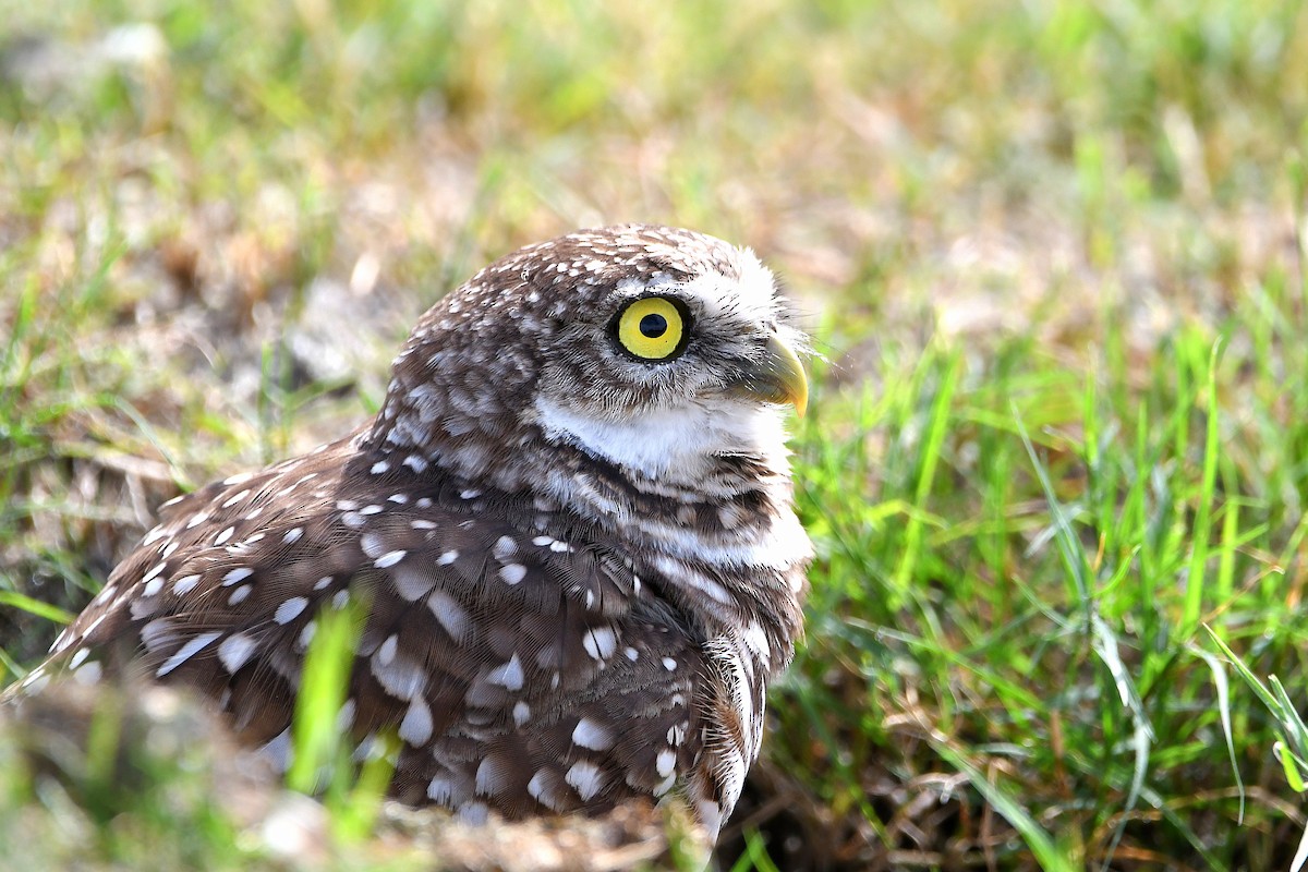 Burrowing Owl (Florida) - ML619698997