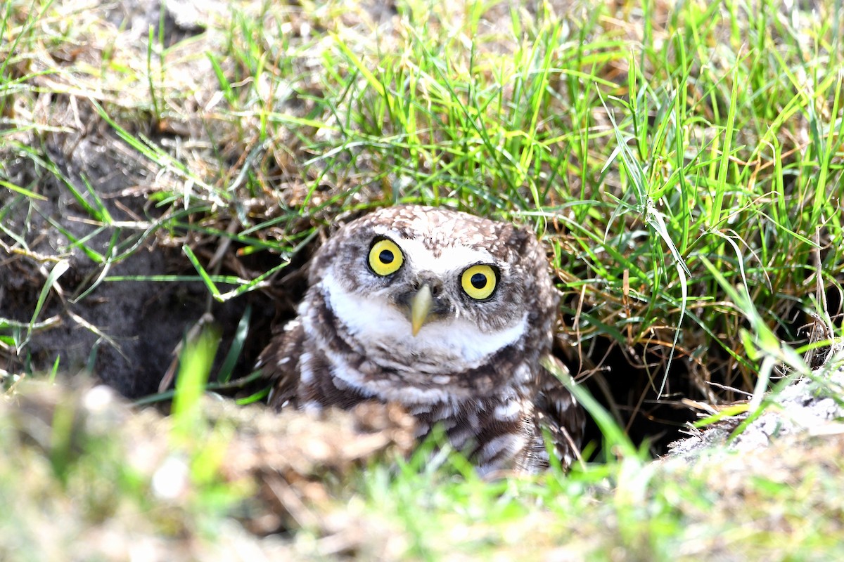 Burrowing Owl (Florida) - ML619699007