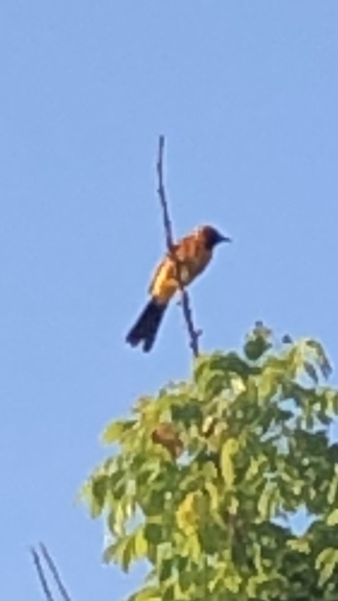 Spot-breasted Oriole - ML619699008