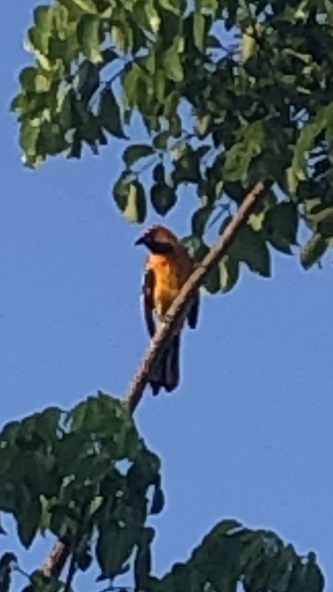 Spot-breasted Oriole - ML619699009