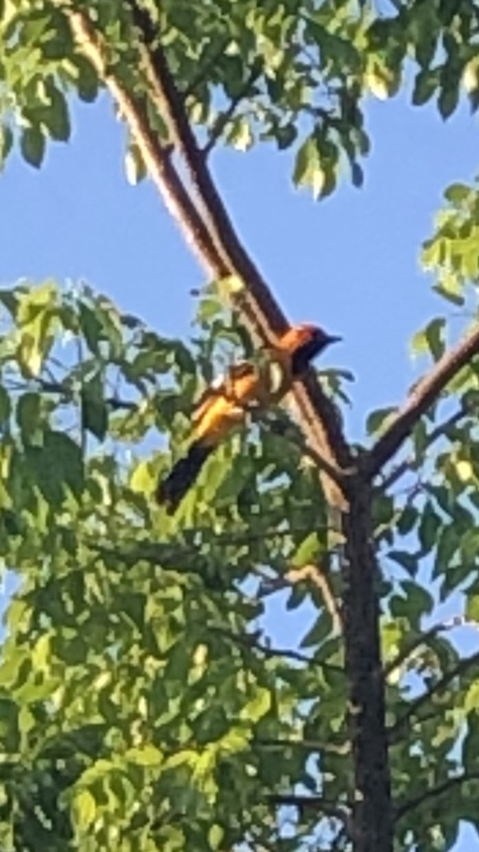 Spot-breasted Oriole - ML619699010