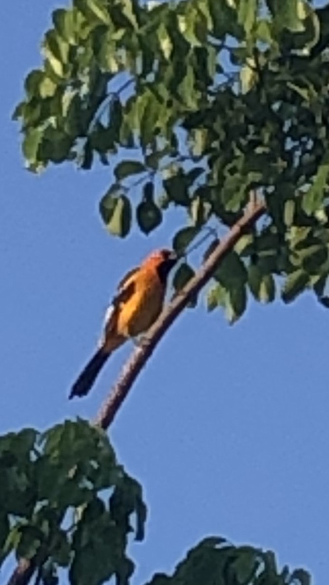 Spot-breasted Oriole - ML619699011