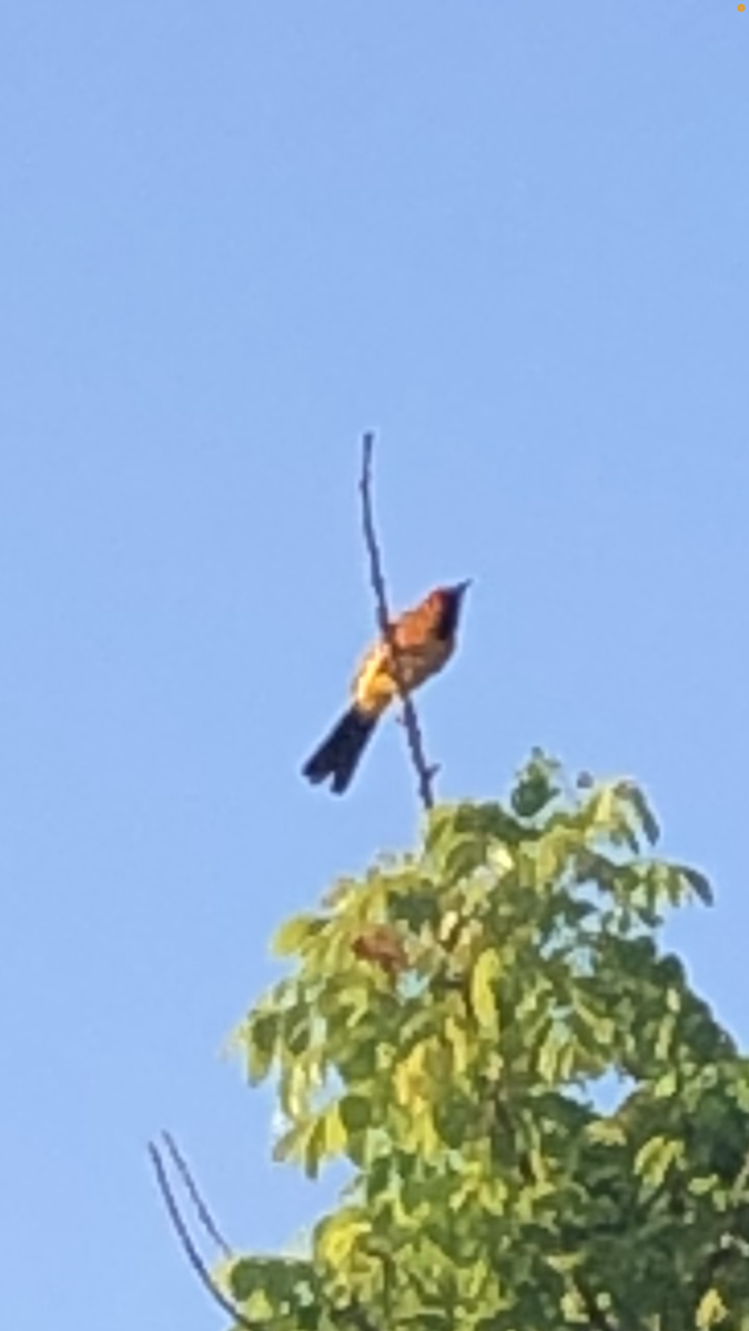 Spot-breasted Oriole - ML619699013