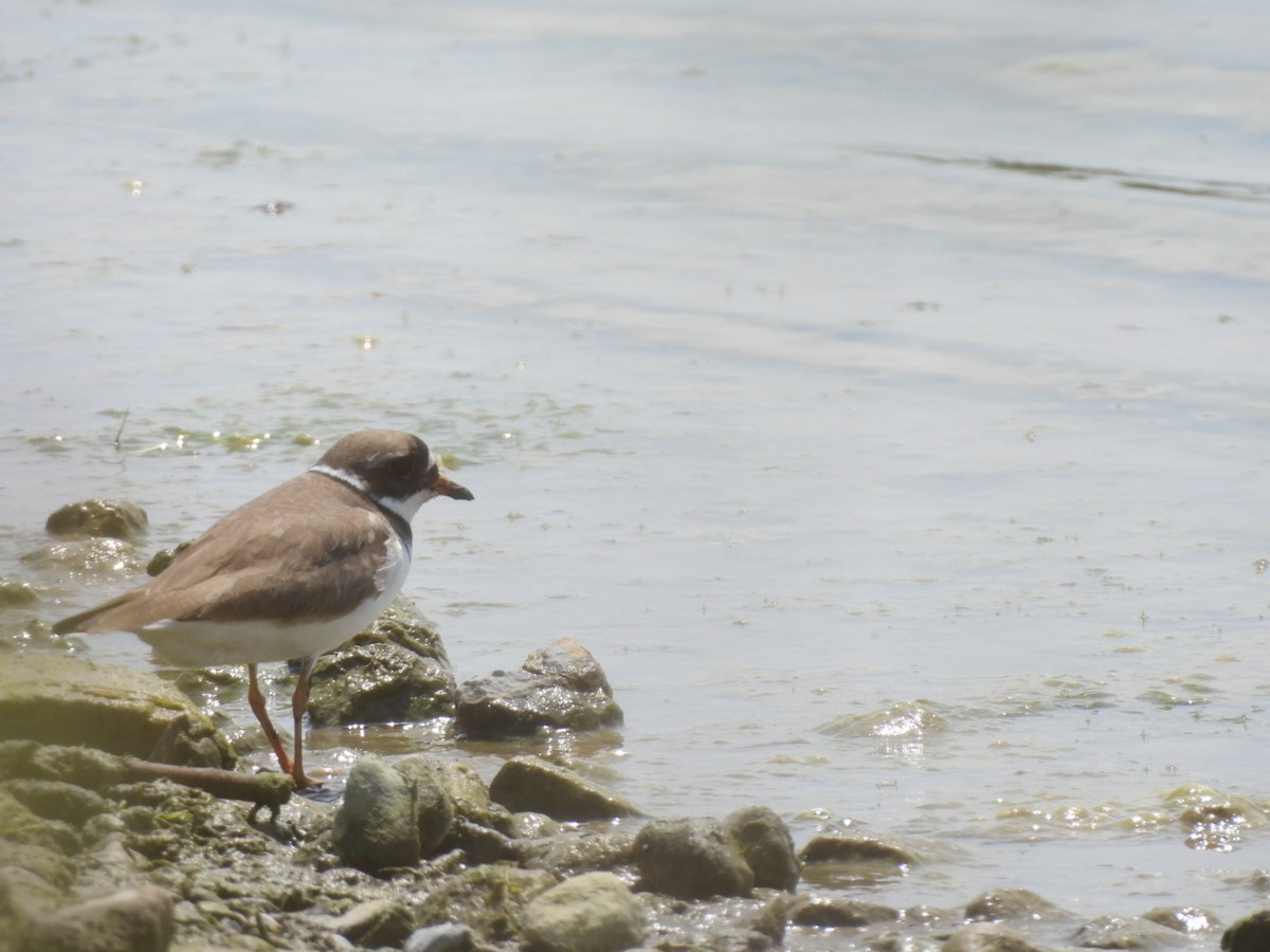 Semipalmated Plover - ML619699017